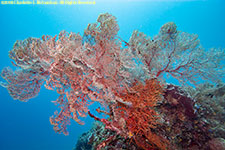 soft coral